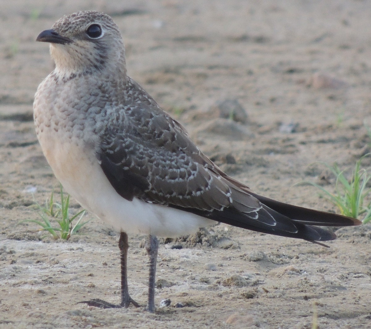 Collared Pratincole - ML643029308