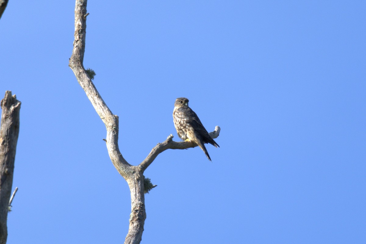 Merlin (Taiga) - ML643029323