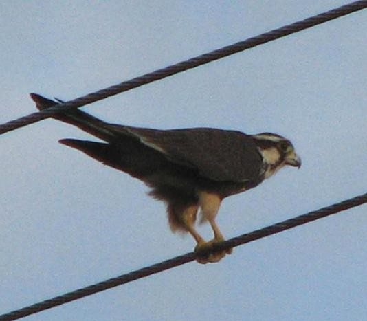 Aplomado Falcon - ML643029332