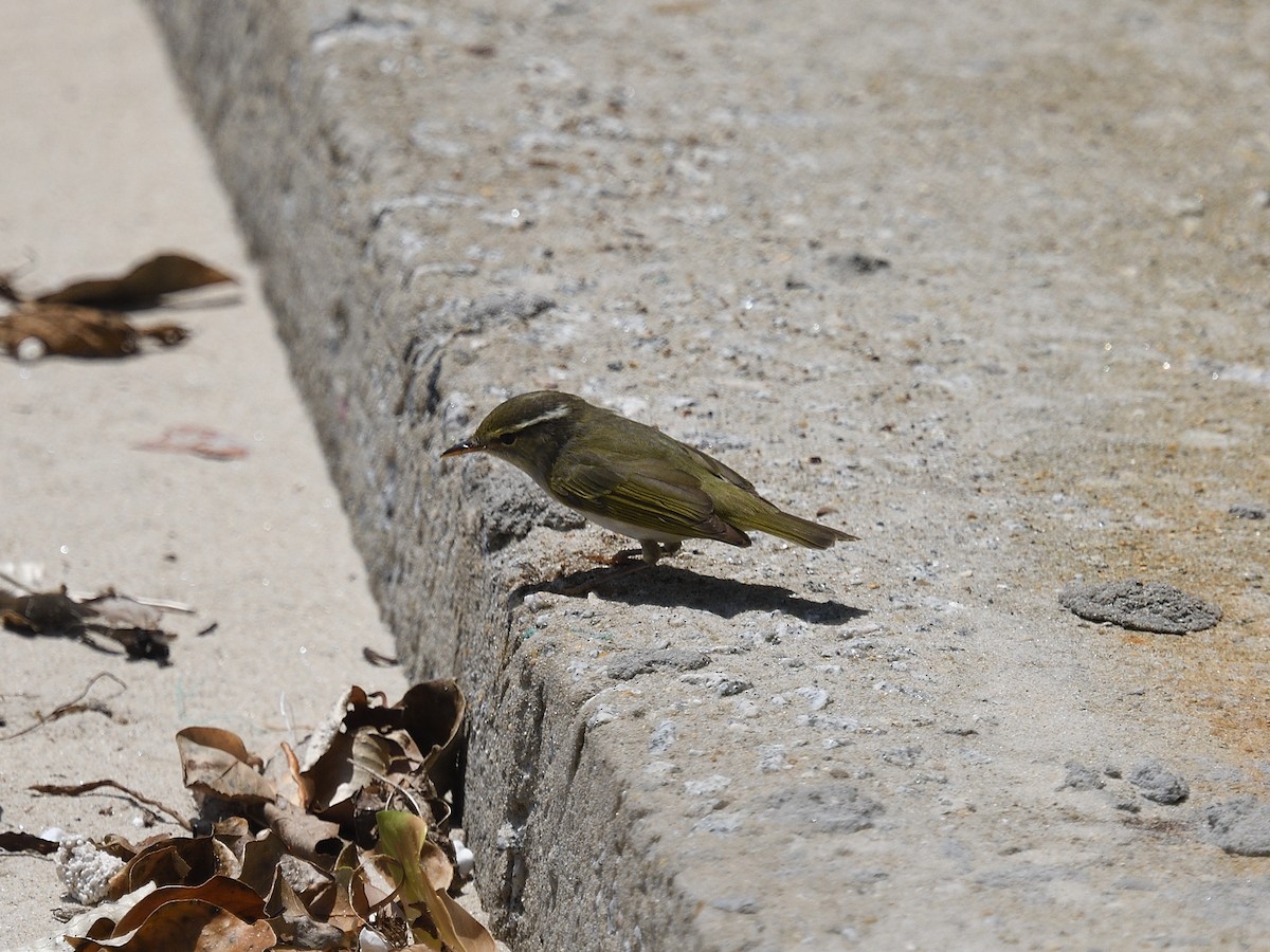 Eastern Crowned Warbler - ML643029354
