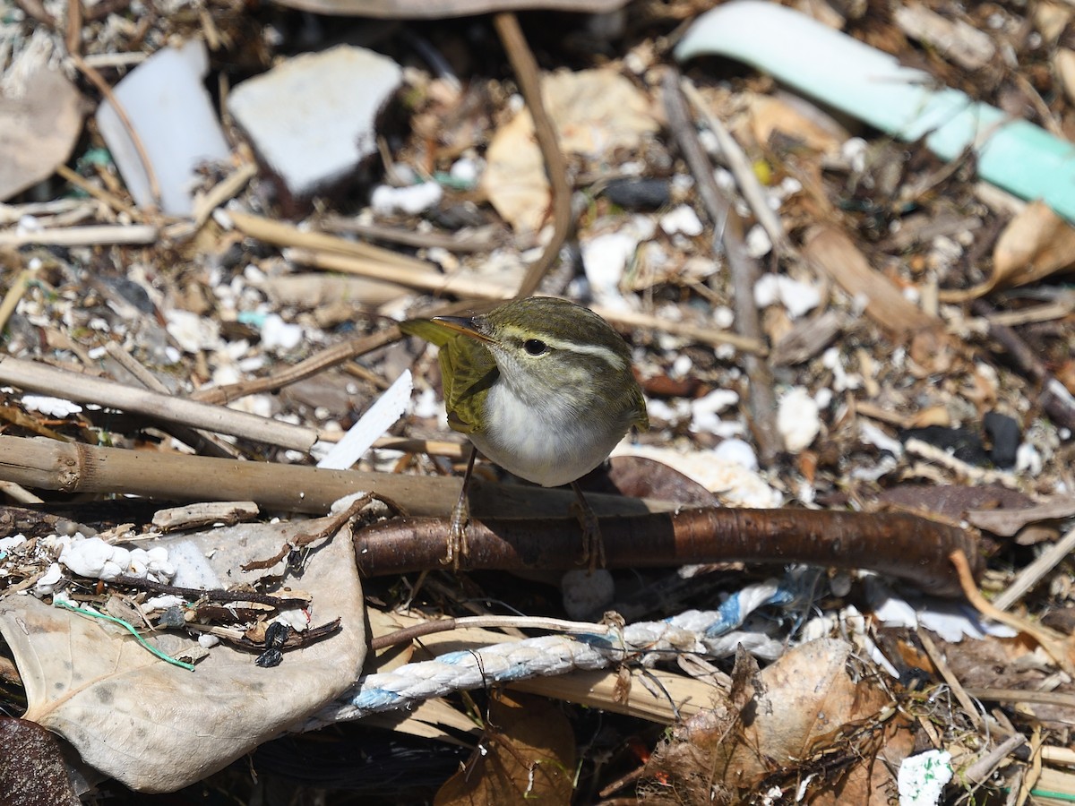 Eastern Crowned Warbler - ML643029355