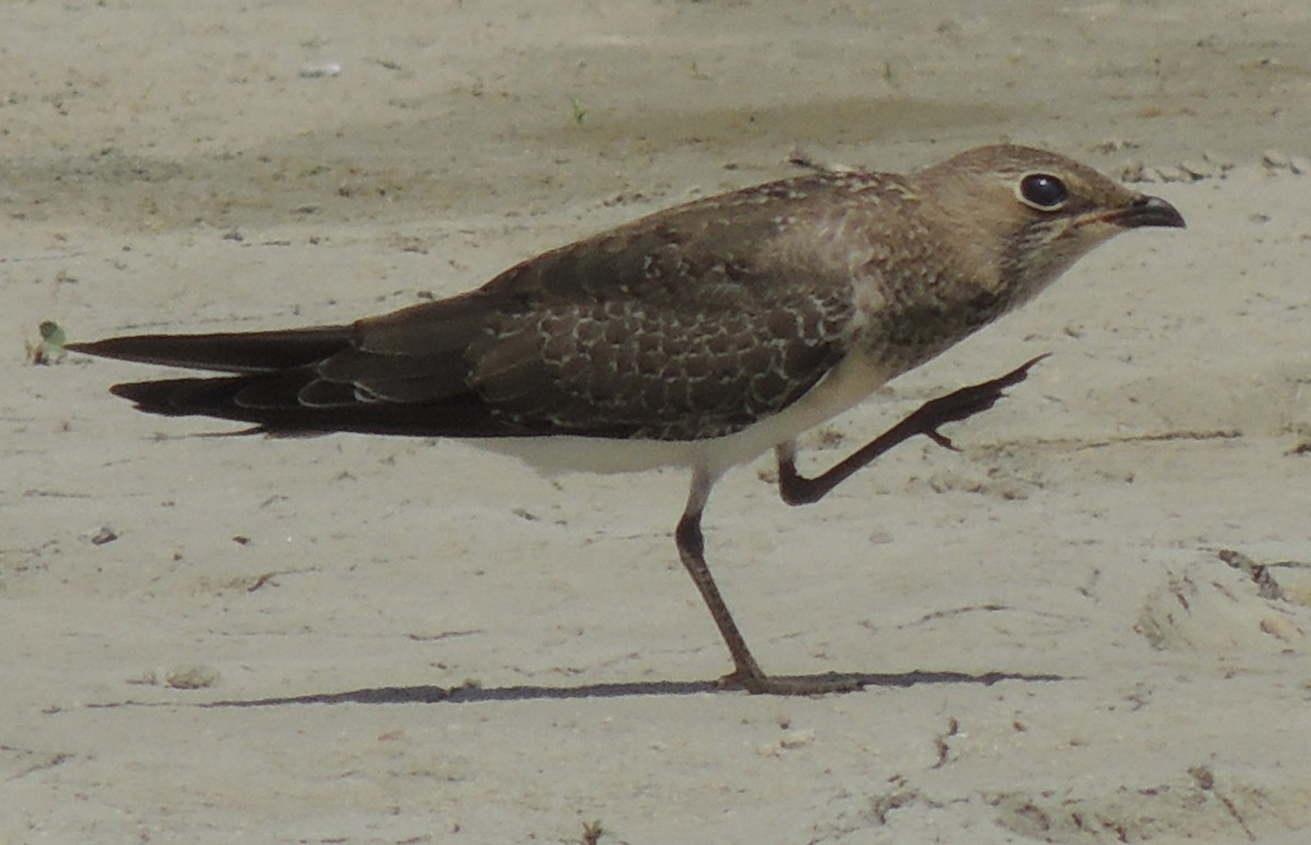 Collared Pratincole - ML643029356