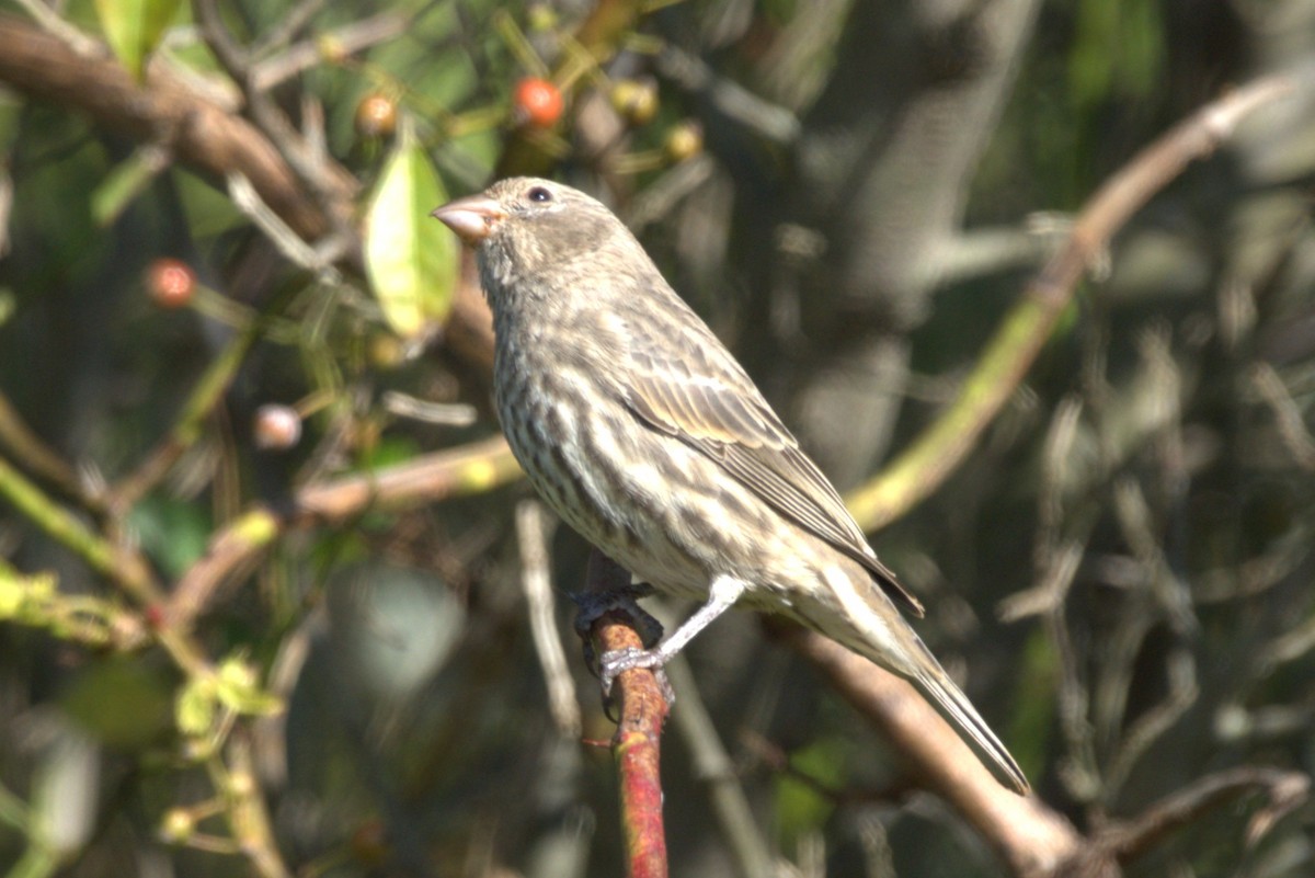 House Finch - ML643029360