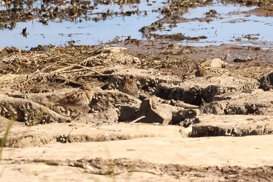 bekasina severoamerická - ML643029378