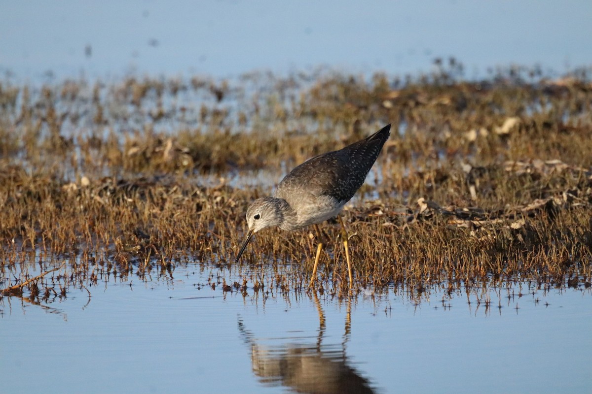 vodouš žlutonohý - ML643029386