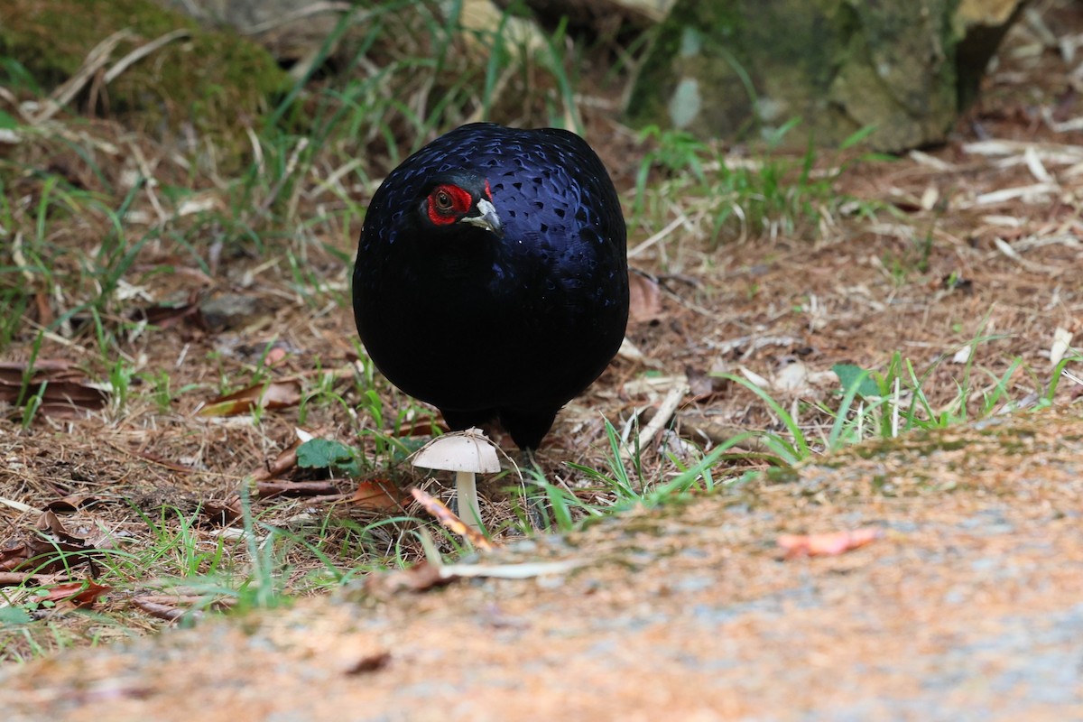 Mikado Pheasant - ML643029389