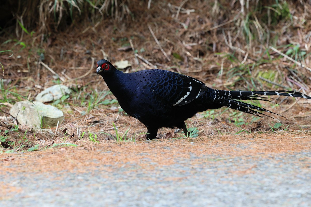 Mikado Pheasant - ML643029390