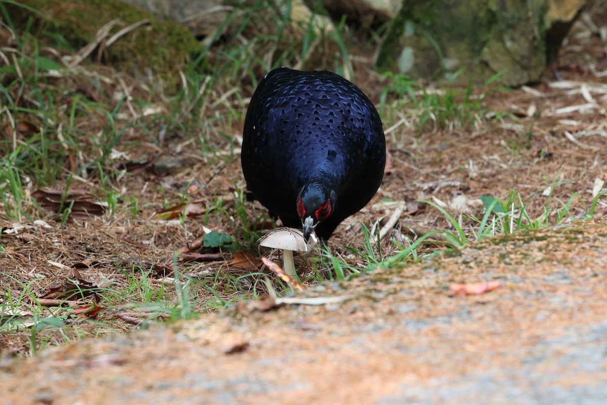 Mikado Pheasant - ML643029391