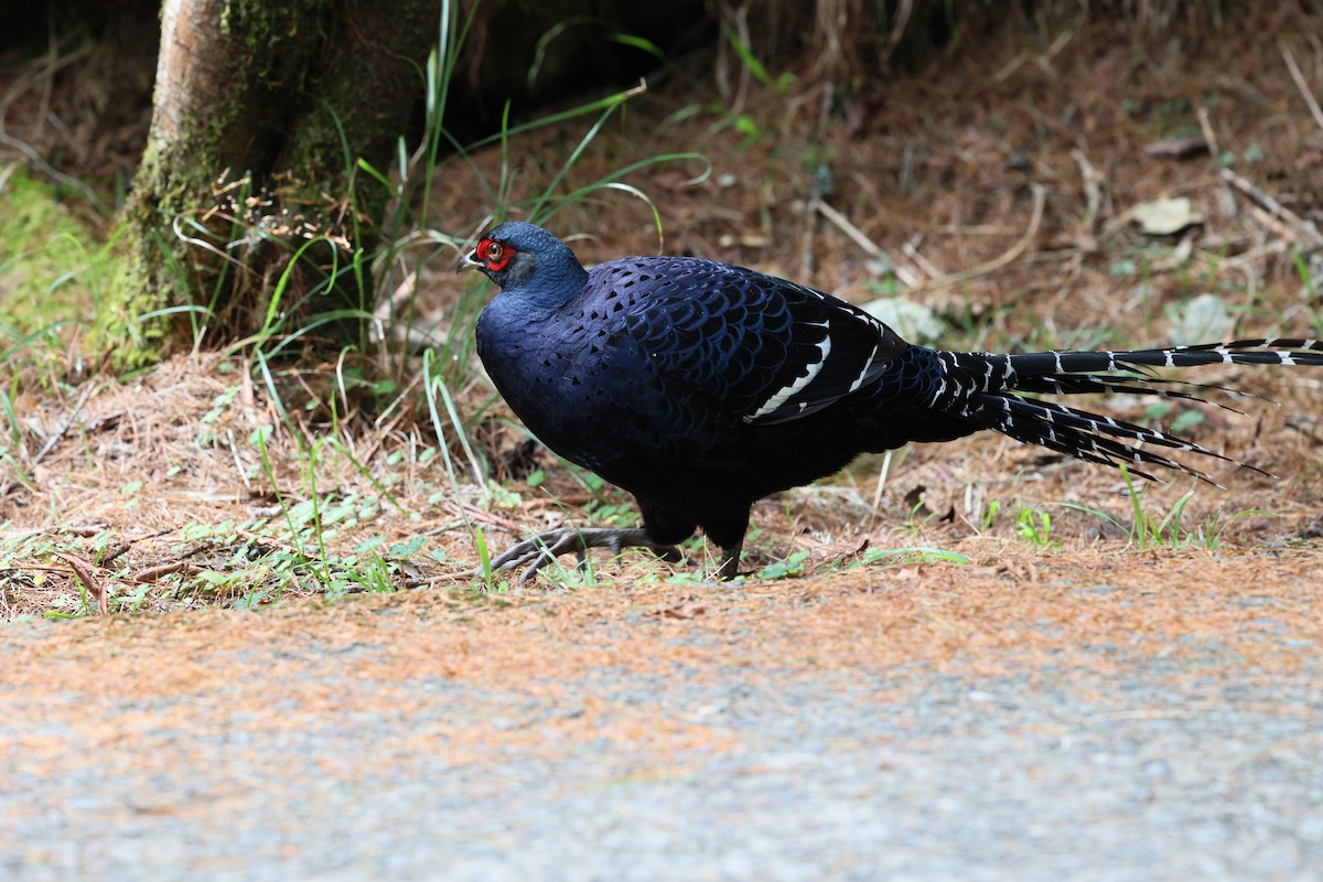 Mikado Pheasant - ML643029392