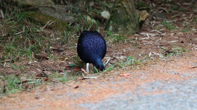 Mikado Pheasant - ML643029397