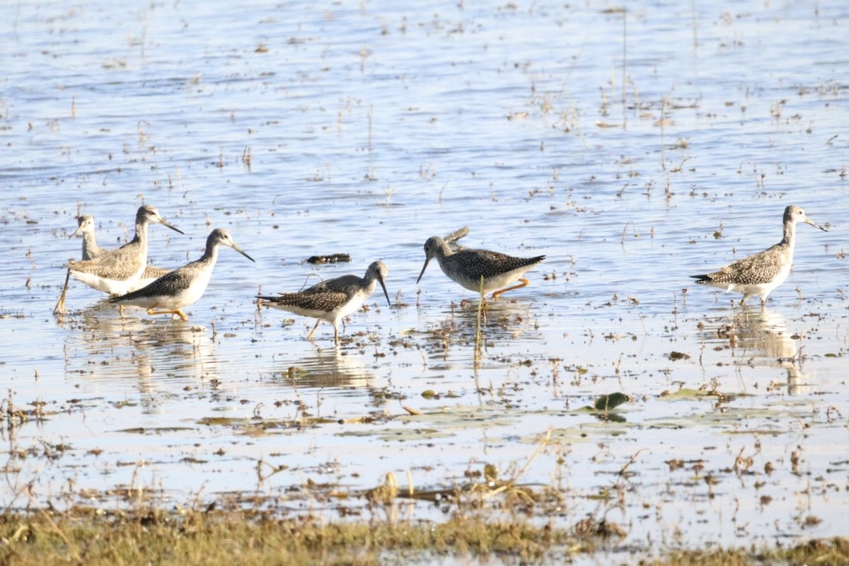 vodouš velký - ML643029415