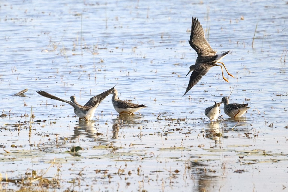 vodouš velký - ML643029416