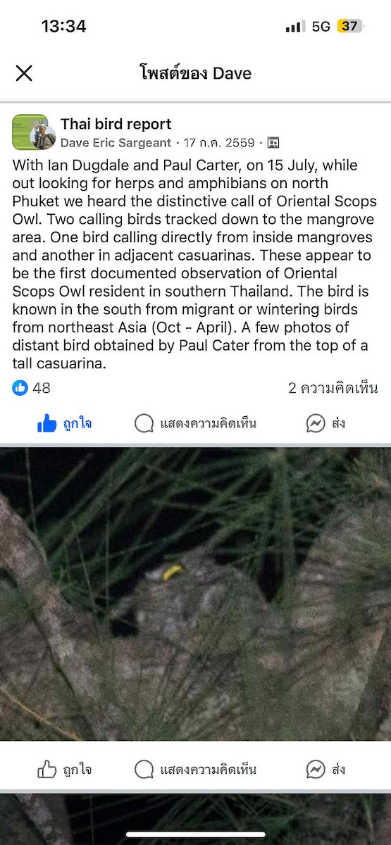 Oriental Scops-Owl - ML643029426