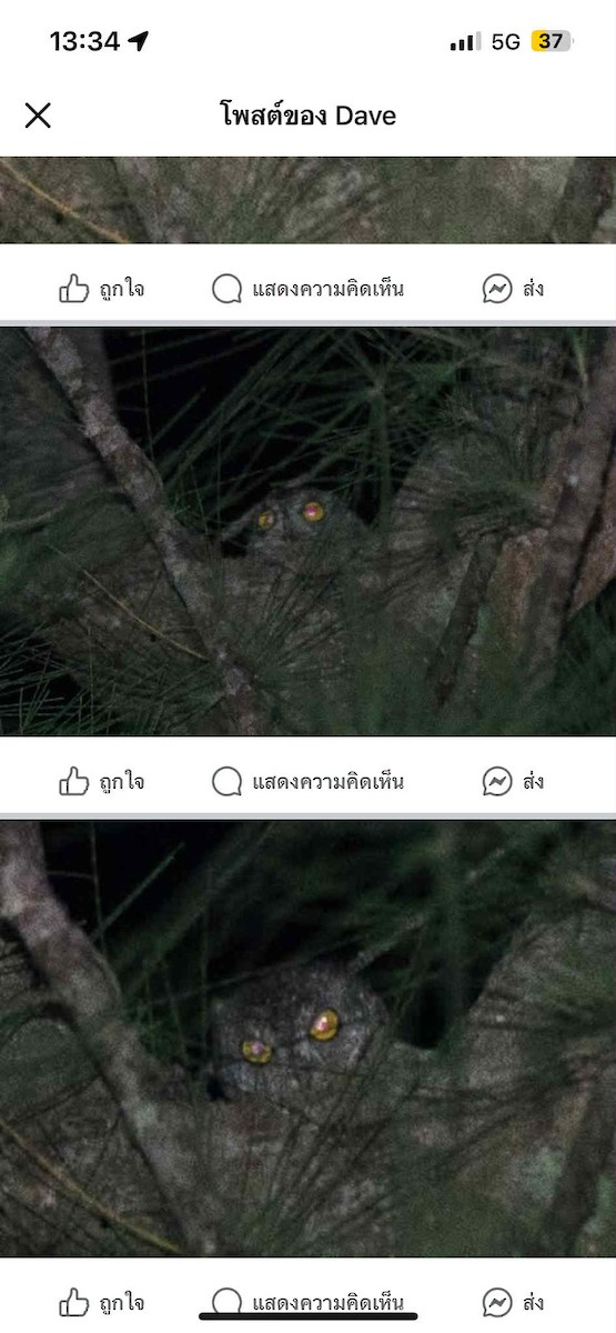 Oriental Scops-Owl - ML643029427