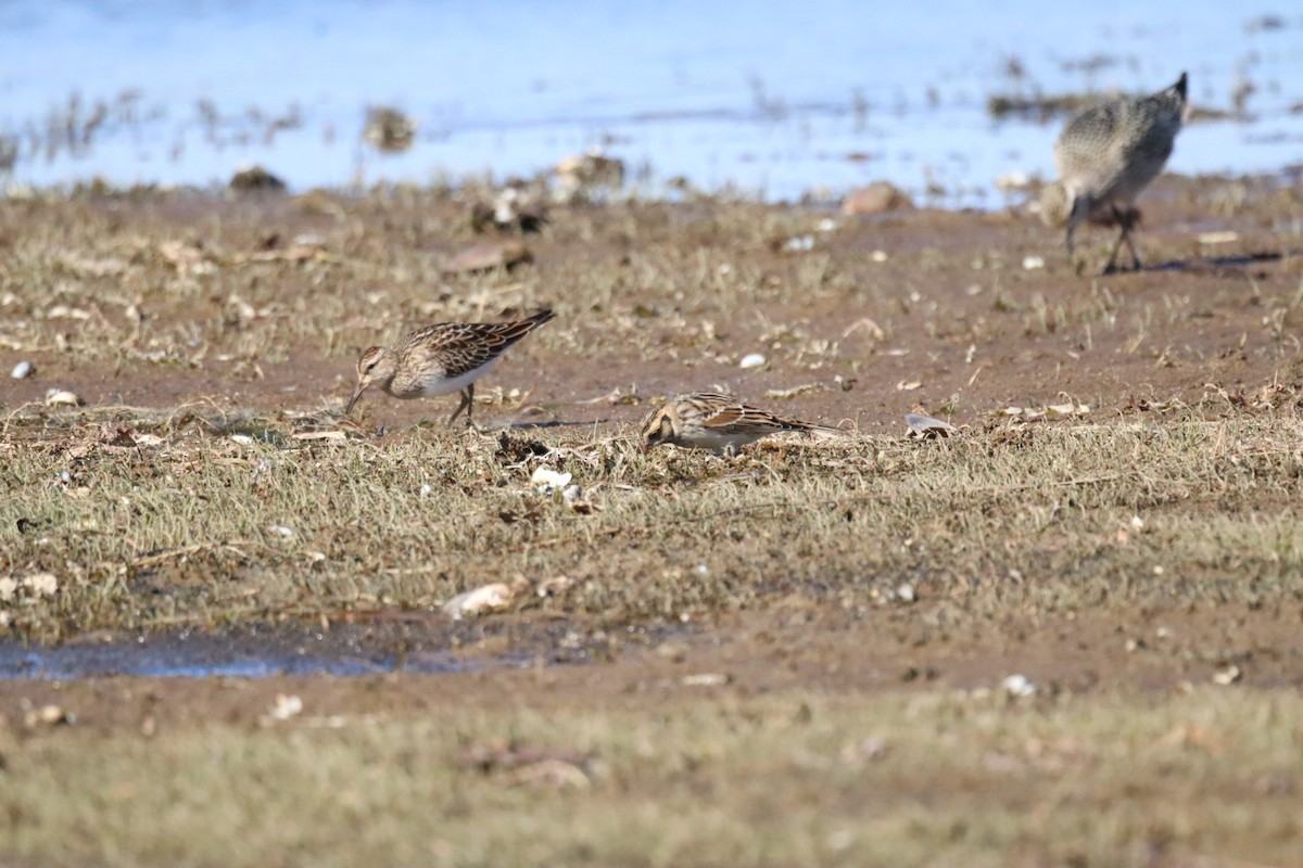 jespák skvrnitý - ML643029428