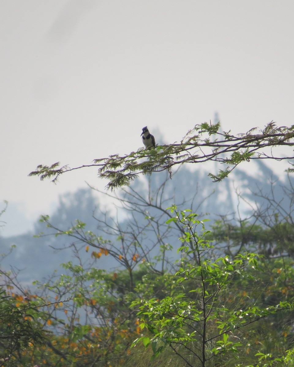 Pied Kingfisher - ML643029452