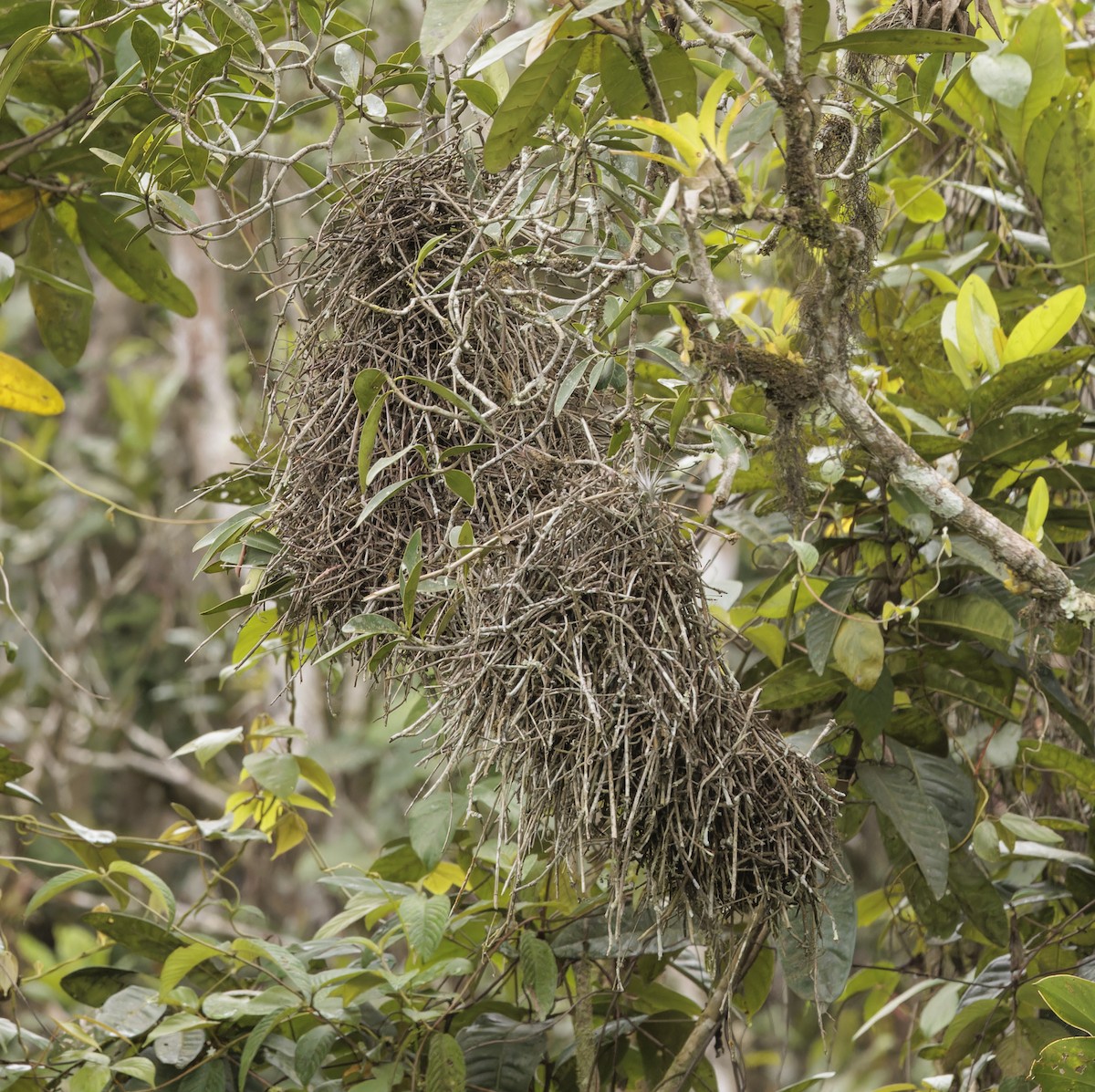 Orange-eyed Thornbird - ML643029456