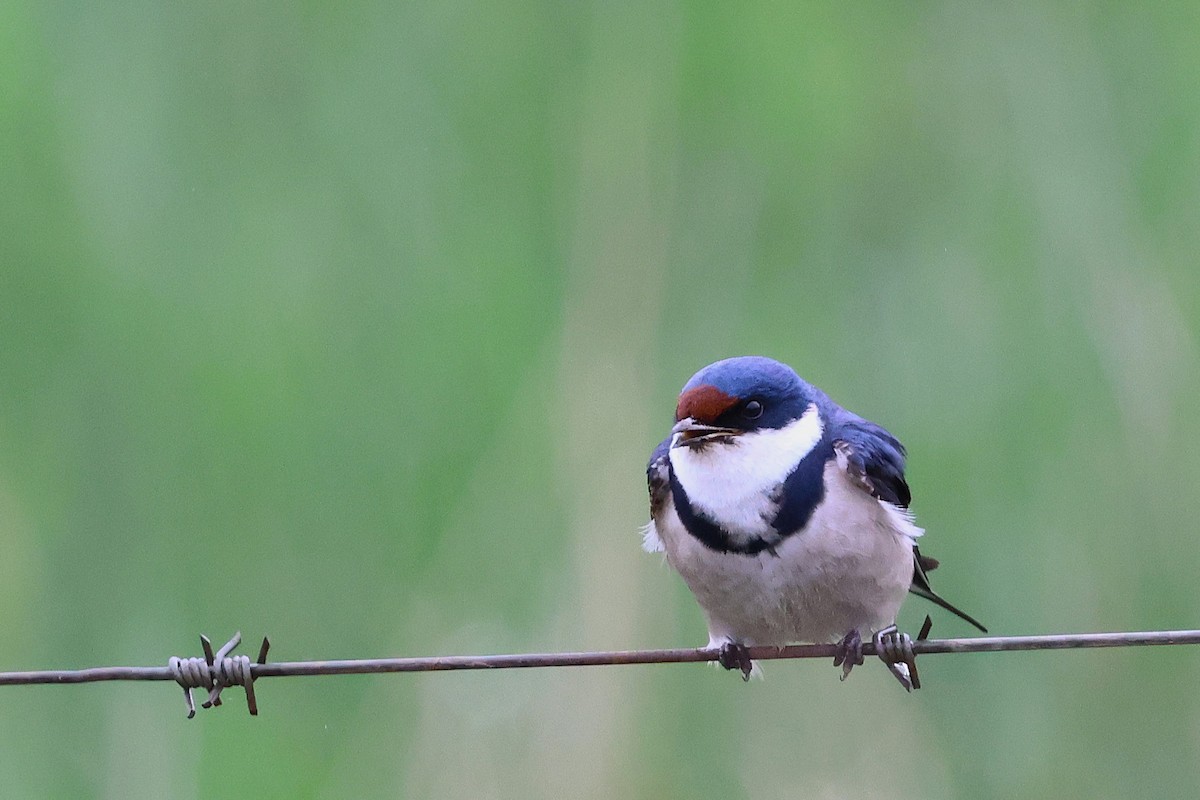 White-throated Swallow - ML643029457