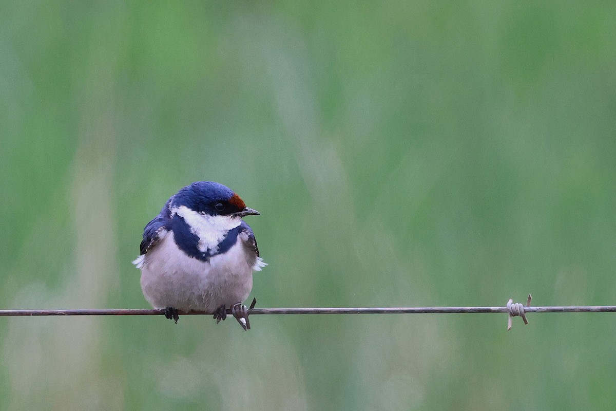 White-throated Swallow - ML643029458