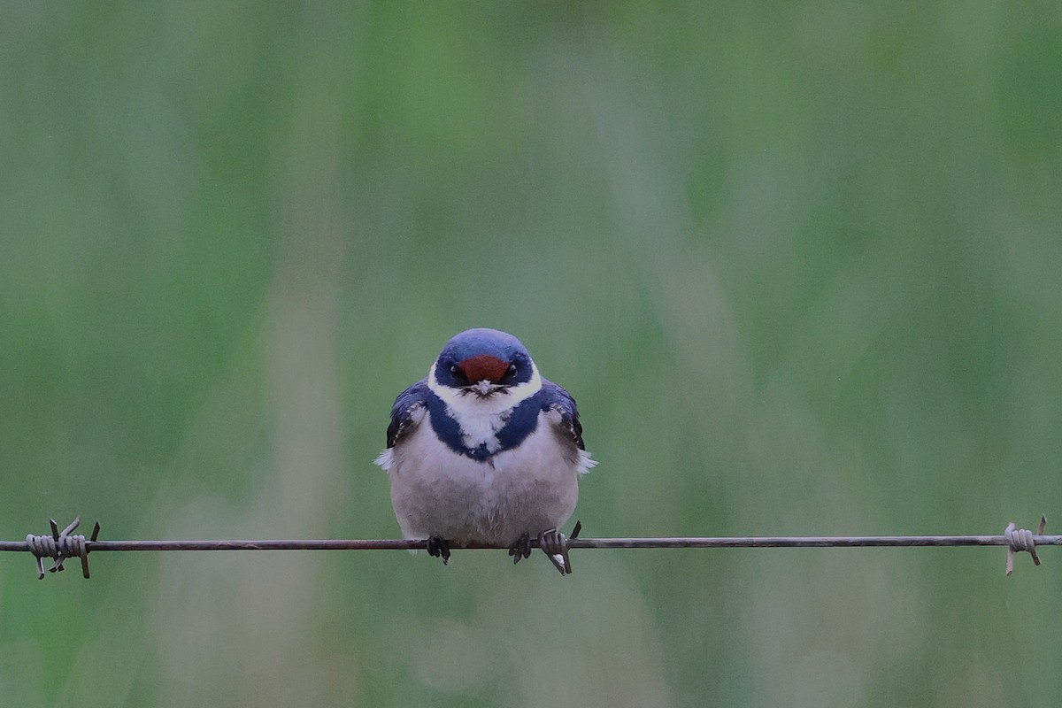 White-throated Swallow - ML643029459