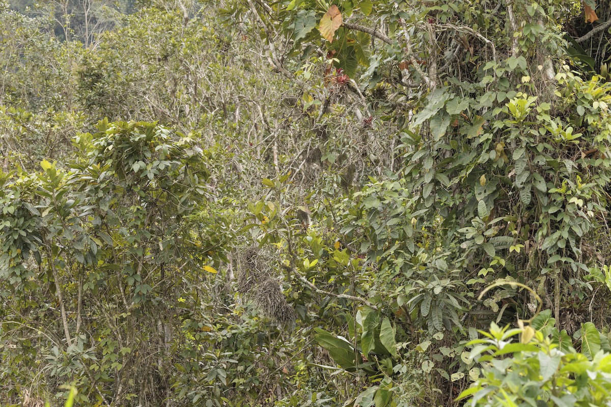 Orange-eyed Thornbird - ML643029504