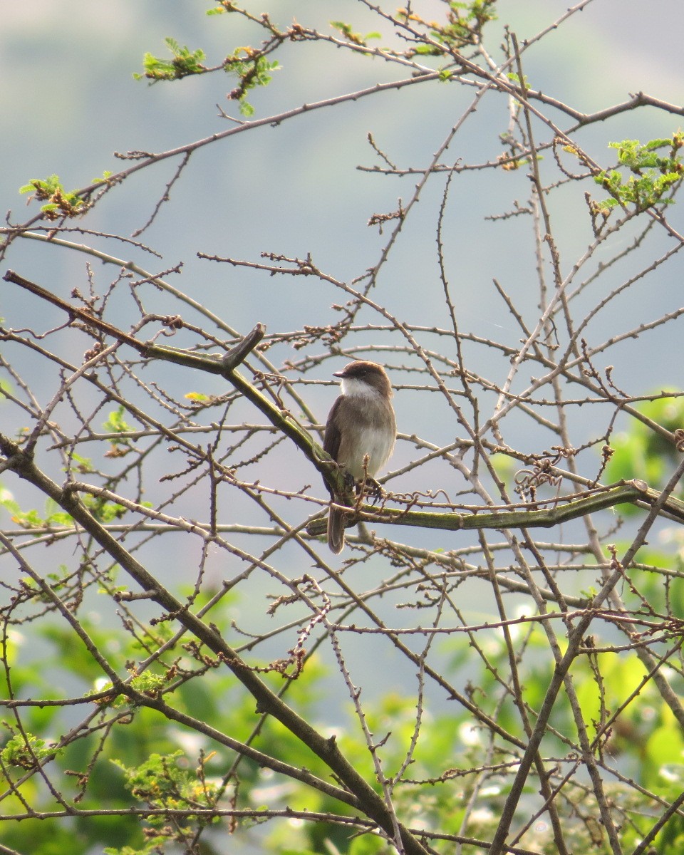 Swamp Flycatcher - ML643029525