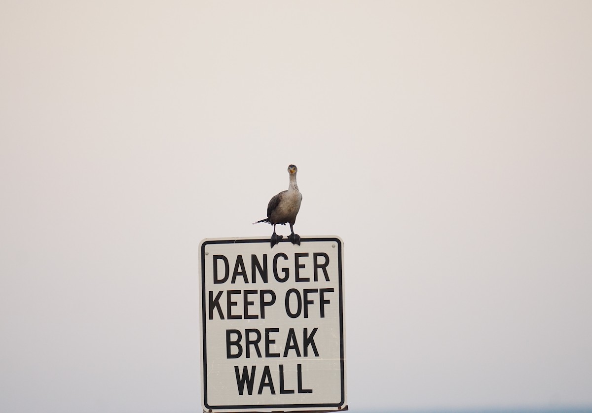Double-crested Cormorant - ML643029533