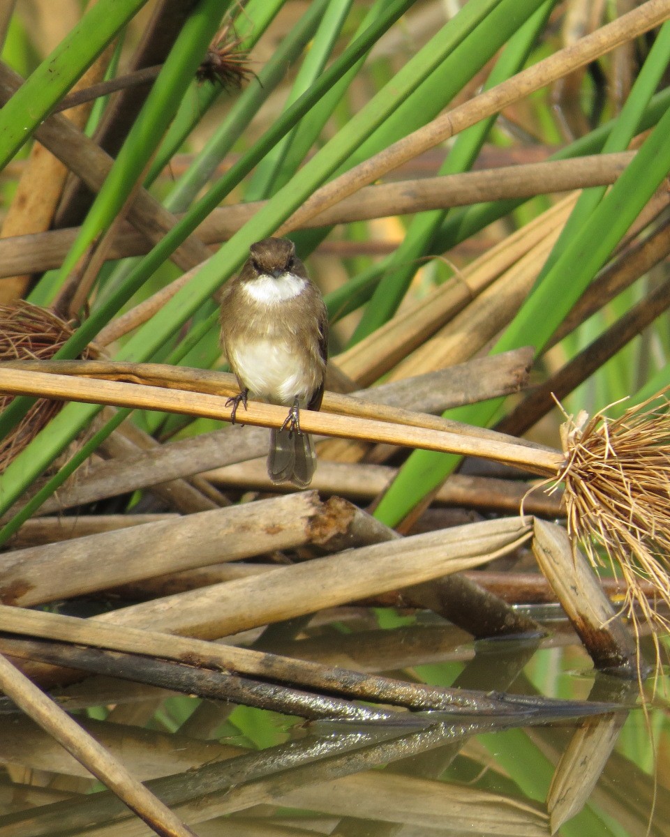 Swamp Flycatcher - ML643029542