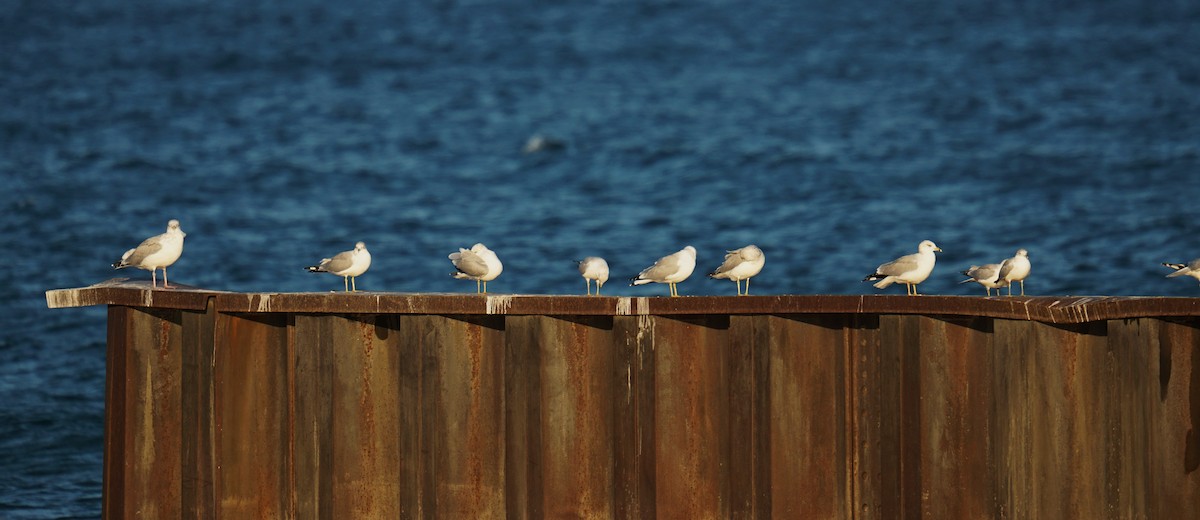 American Herring Gull - ML643029547