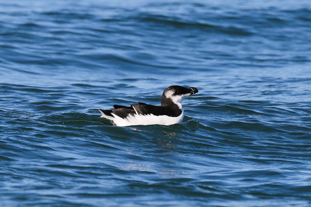 Razorbill - ML643029563