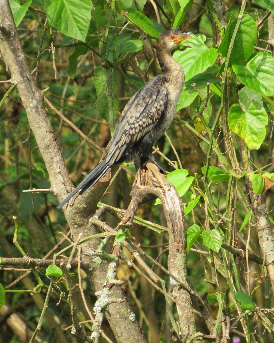 Reed Cormorant - ML643029573