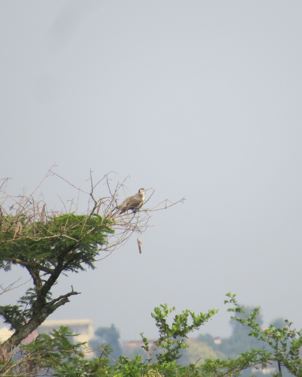 Bare-faced Go-away-bird - ML643029580