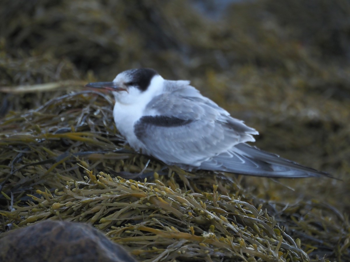 Common Tern - ML643029585