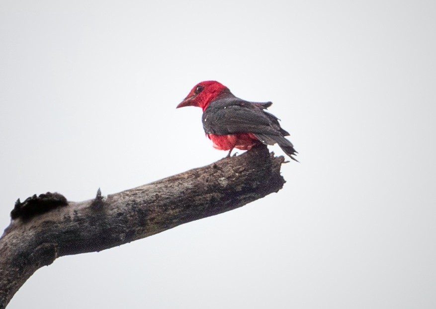 Карминный плодоед - ML643029589