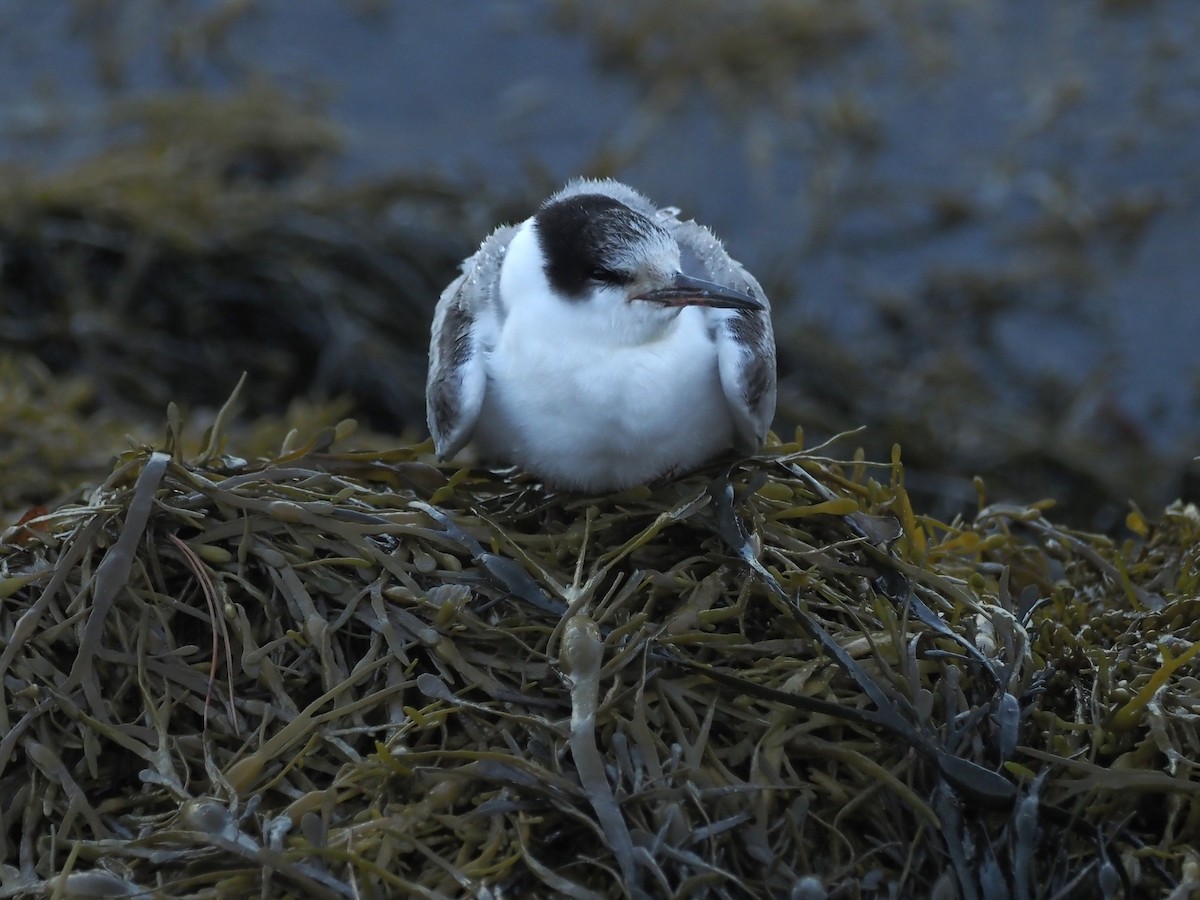 Common Tern - ML643029596