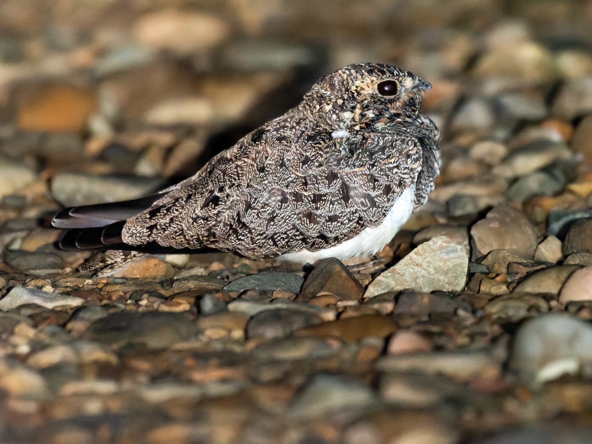 Nacunda Nighthawk - ML643029599