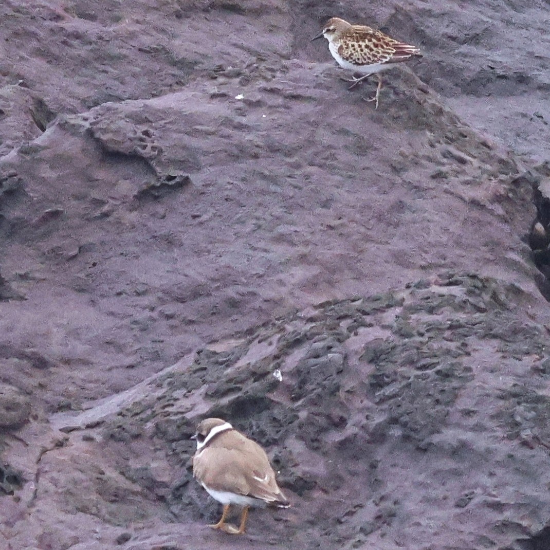 Least Sandpiper - ML643029625