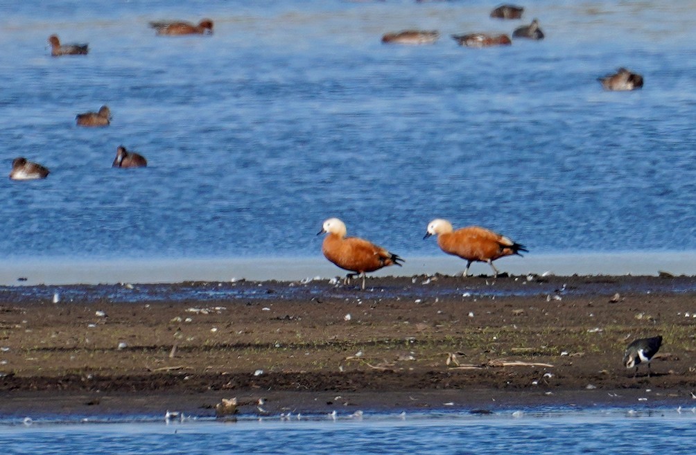 Ruddy Shelduck - ML643029628