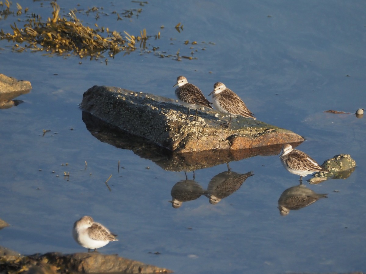 Semipalmated Sandpiper - ML643029629