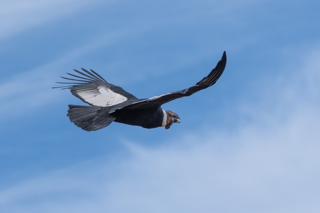 Andean Condor - ML643029676
