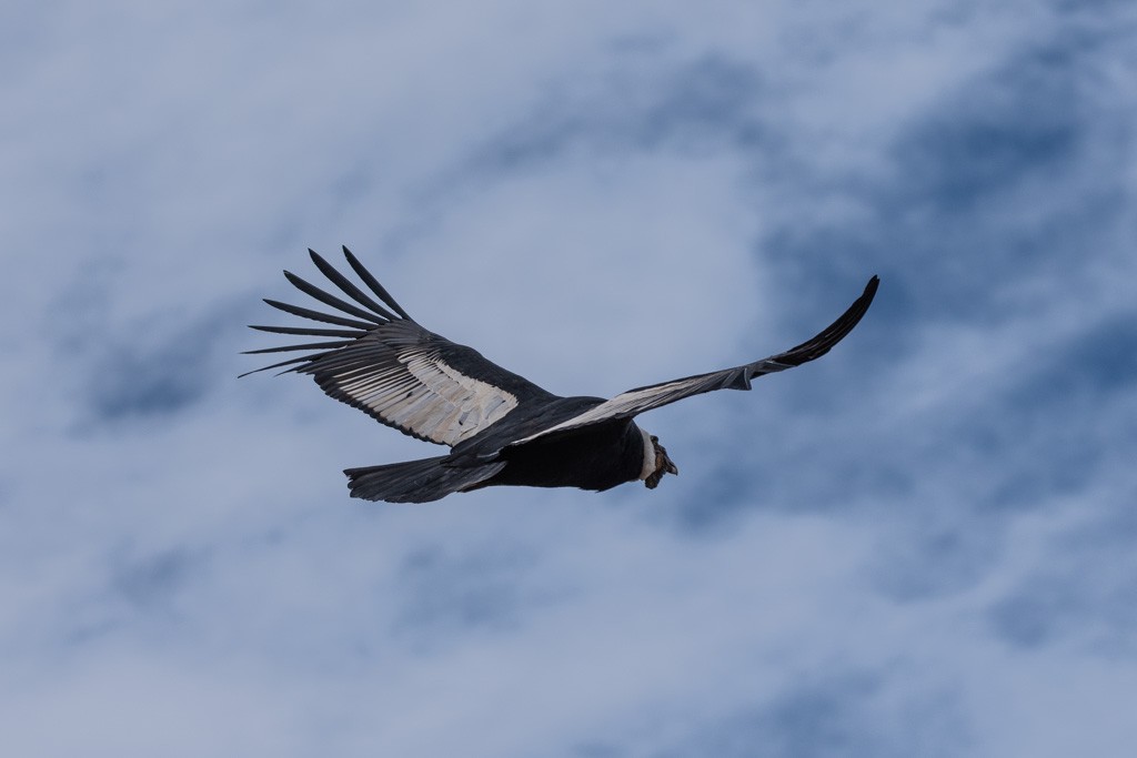 Andean Condor - ML643029677