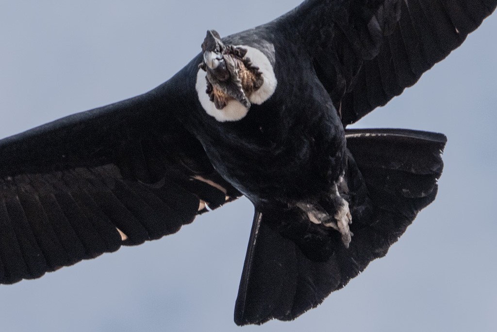 Andean Condor - ML643029678