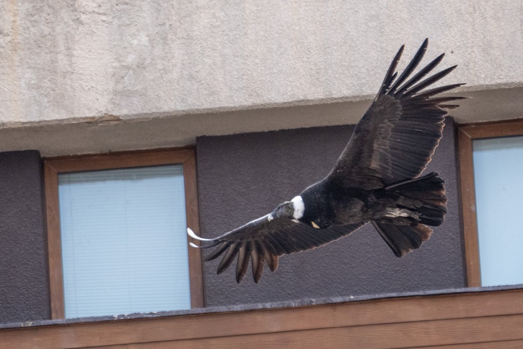 Andean Condor - ML643029679