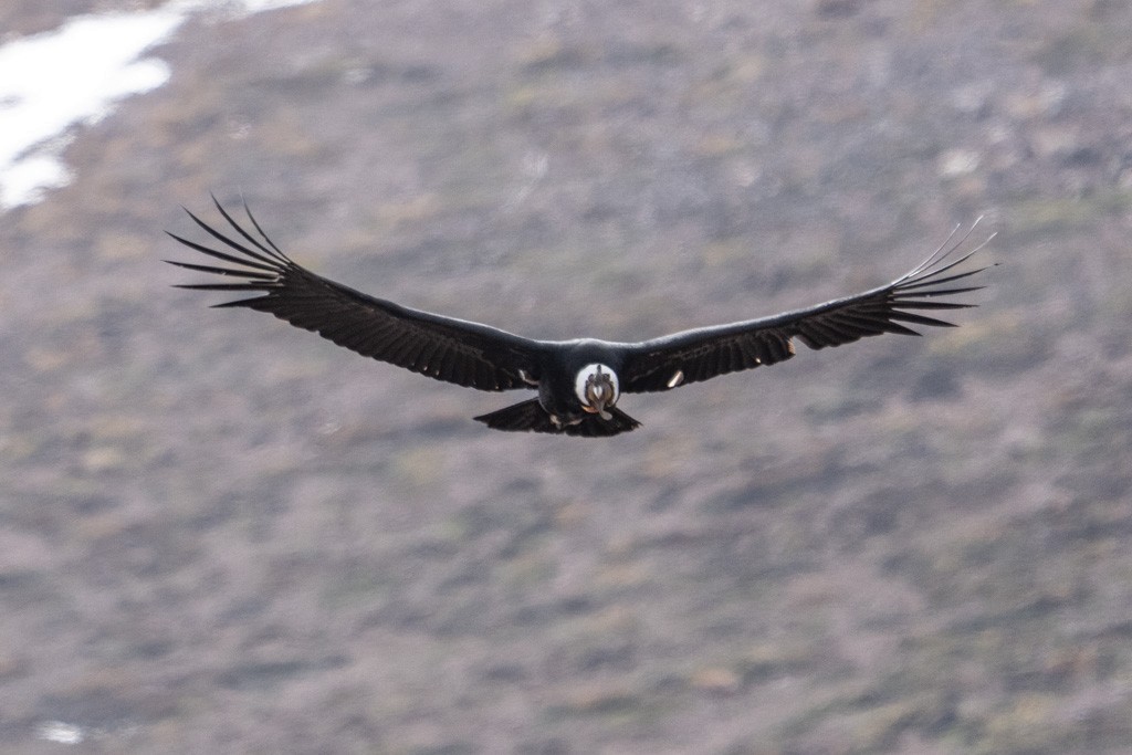 Andean Condor - ML643029680