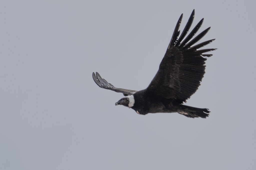 Andean Condor - ML643029681