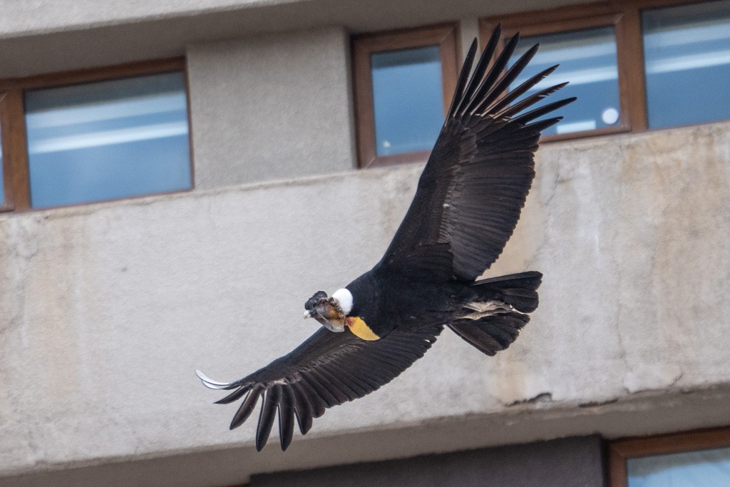 Andean Condor - ML643029682