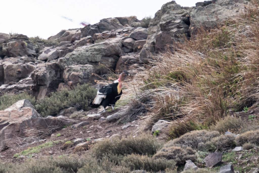 Andean Condor - ML643029683