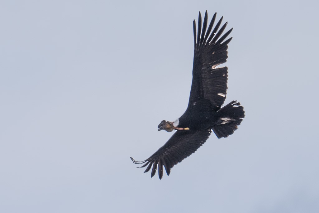 Andean Condor - ML643029684