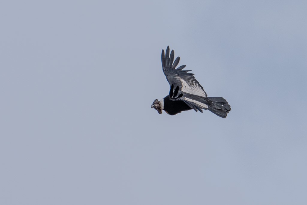 Andean Condor - ML643029685
