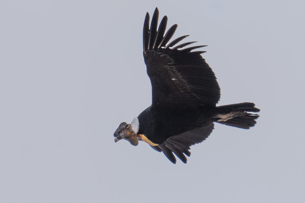 Andean Condor - ML643029686